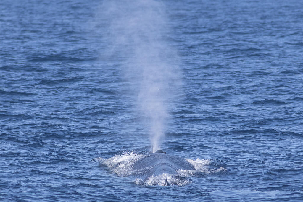blue whale swimming in ocean and blowing water - best whale watching season on east coast Sri Lanka to see blue whales