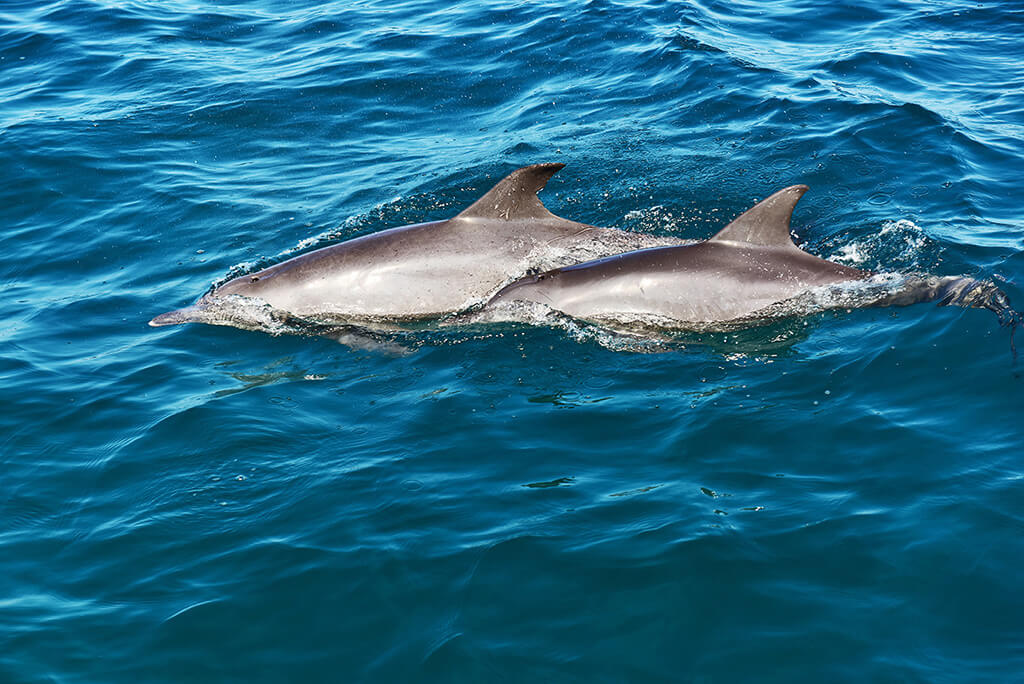 two spinner dolphins swimming next to the boat on Dolphin Watching around Trincomalee east coast Sri Lanka