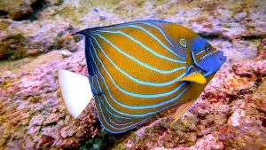 yellow purple angelfish fish on rocky reef in Unawatuna- marine life in Sri Lanka