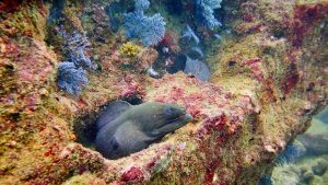 Moray Eel on the SS Orestes Wreck in Unawatuna, marine life in Sri Lanka