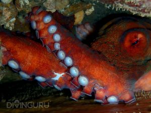 Red Octopus hiding under a rock on Pigeon Island Marine Nation Park, Nilaveli, Sri Lanka