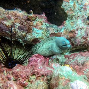 White eyed moray eel with sea urchin