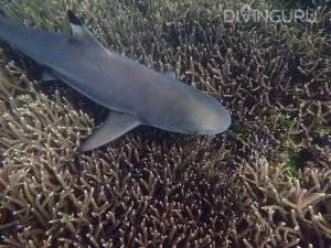 Black Tip Reef shark over corals