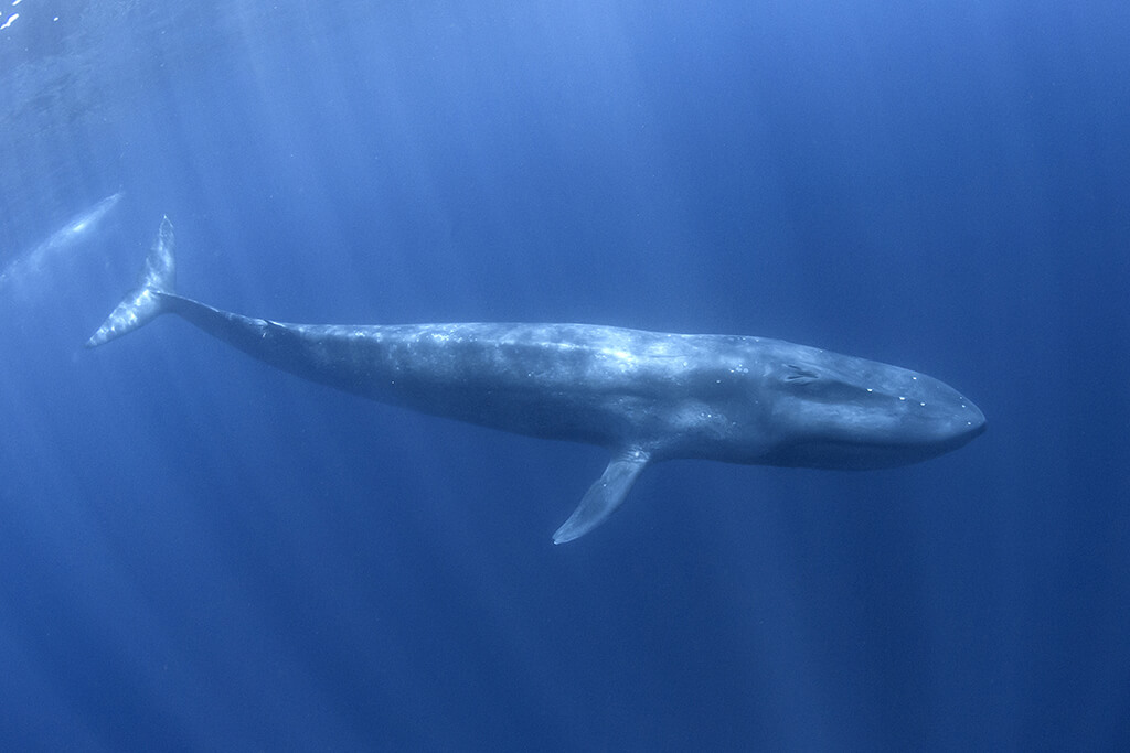 blue whale diving underwater around Trincomalee in Sri Lanka