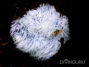 Clark's anemone fish in soft coral in Trincomalee - Marine animals in Sri Lanka