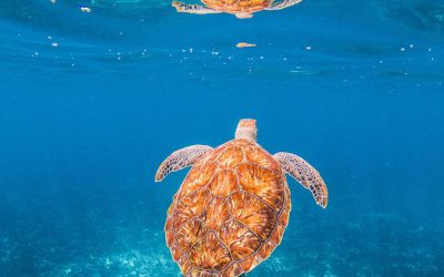 Discover the Wonders beneath the Waves: Snorkeling in Sri Lanka