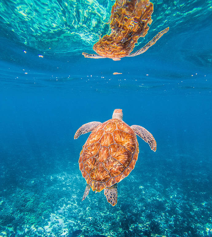 What is the best time to snorkel on Pigeon Island? Where to see the most sea turtles in Sri Lanka? How much does ticket to Pigeon Island cost? Visit our website for more info