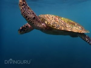 Hawksbill Sea Turtle swimming