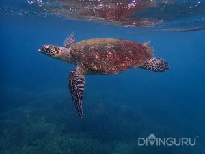Hawksbill Sea Turtle Sri Lanka