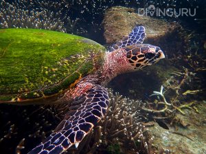 Hawksbill Sea Turtle on hard corals