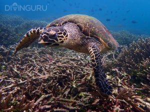 Hawksbill Turtle over hard corals