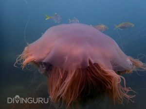 Lion's mane jellyfish in Nilaveli, east coast Sri Lanka