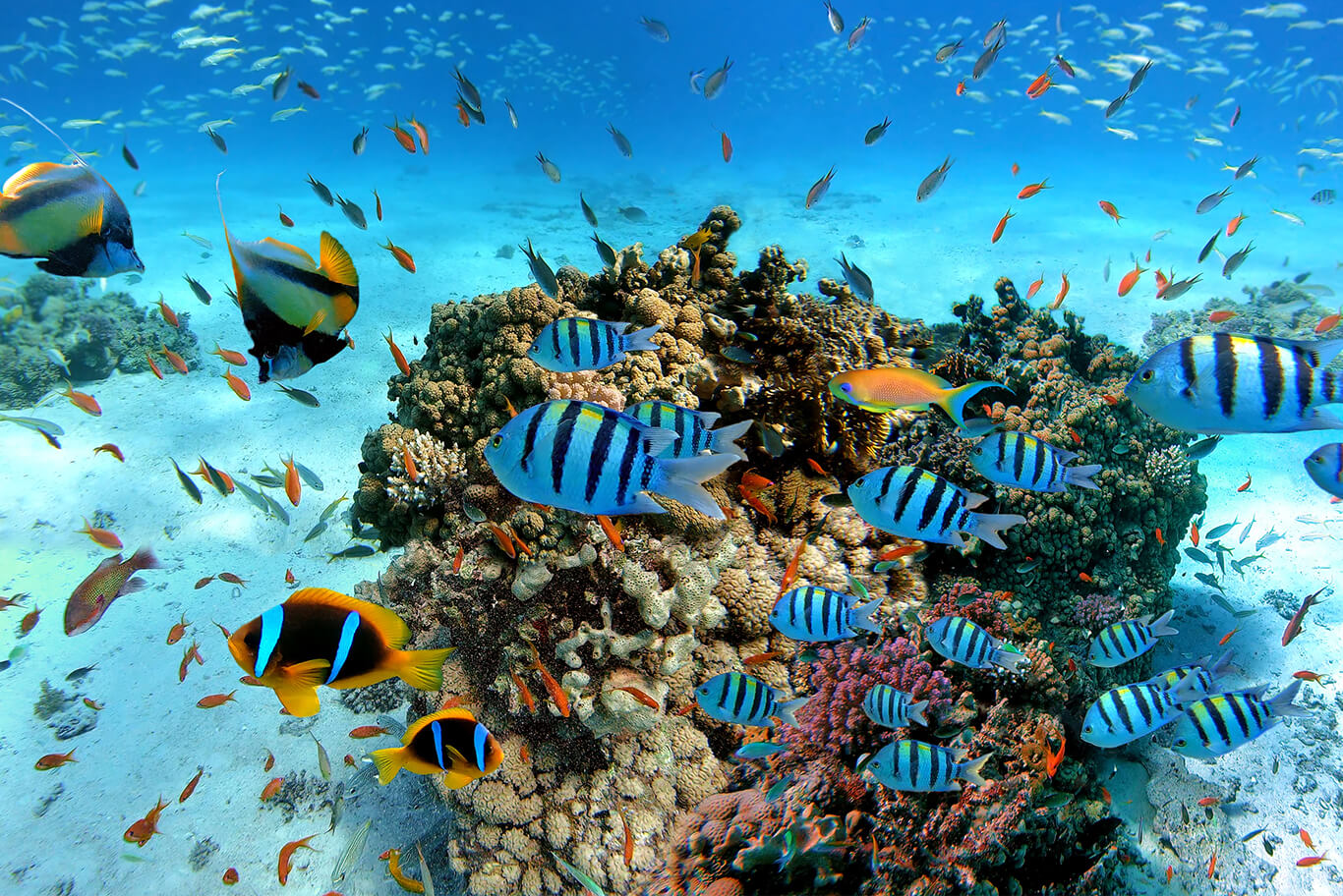 tropical fish swimming in shallow water with clear underwater visibility in Sri Lanka