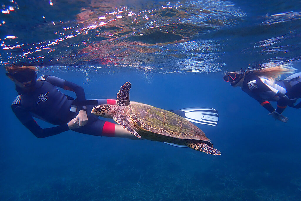 snorkelingturtle