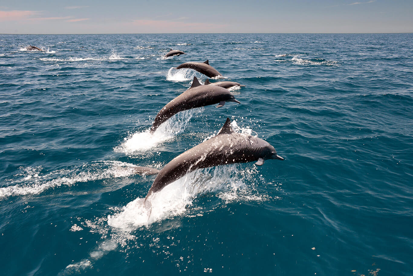 spinner dolphins in Nilaveli Sri Lanka