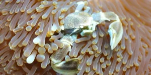 Top Scuba Dive Sites in Sri Lanka
