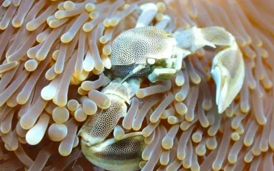 Top Scuba Dive Sites in Sri Lanka